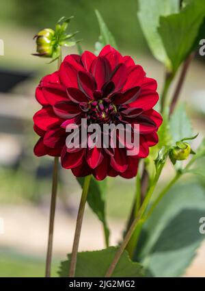 'Arabian Night' formel Dahlia décoratif, Dekoratifdahlia (Dahlia x hortensis) Banque D'Images