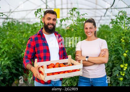 Entreprise de serre biologique. Les agriculteurs familiaux sont debout avec un seau de tomates fraîchement cueillies dans leur serre. Banque D'Images
