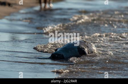 Phoque mort sur la plage. Un animal mort emmené à la plage par les vagues. Un joint porté par les vagues. Banque D'Images