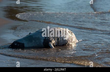 Phoque mort sur la plage. Un animal mort emmené à la plage par les vagues. Un joint porté par les vagues. Banque D'Images