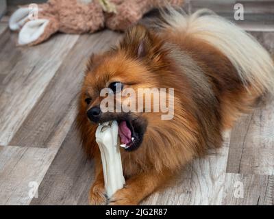 Le chien de Spitz se mâche sur un os de chien. Un spitz rouge gèle sur un os fait de cuir brut pressé en forme d'os. Banque D'Images