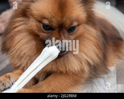 Le chien de Spitz se mâche sur un os de chien. Un spitz rouge gèle sur un os fait de cuir brut pressé en forme d'os. Banque D'Images