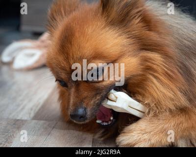 Le chien de Spitz se mâche sur un os de chien. Un spitz rouge gèle sur un os fait de cuir brut pressé en forme d'os. Banque D'Images