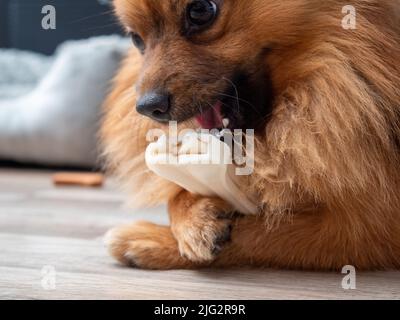 Le chien de Spitz se mâche sur un os de chien. Un spitz rouge gèle sur un os fait de cuir brut pressé en forme d'os. Banque D'Images