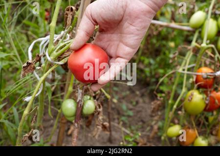 Les mains des femmes récoltent des tomates biologiques fraîches dans le jardin à la maison par une journée ensoleillée. Fermier cueillant des tomates Banque D'Images