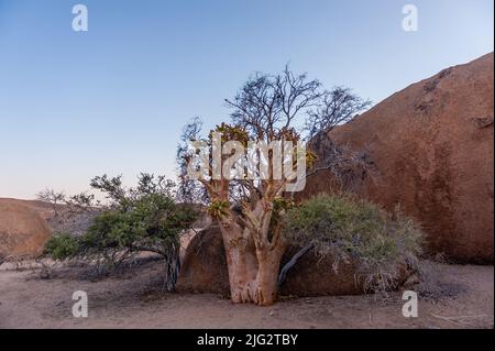 Impression du désert namibien autour de spitzkoppe et de sa végétation. Banque D'Images