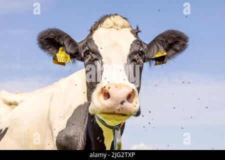 Vache et mouches, bourdonnement et volant et dans les yeux, bovin mignon et calme, grand nez rose et expression amicale Banque D'Images