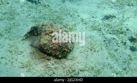 Gros plan de la corégone de Stonefish se trouve sur fond sablonneux recouvert d'herbes marines vertes. Reef Stonefish (Synanceia verrucosa) Mer Rouge, Égypte Banque D'Images