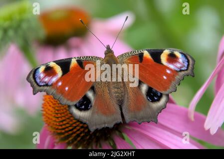 Papillon de paon assis sur une fleur de conefères dans le jardin Banque D'Images