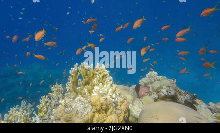 Poissons tropicaux colorés et magnifique récif de corail sur fond bleu. La vie sous-marine sur le récif de corail dans l'océan. Mer rouge, Égypte Banque D'Images