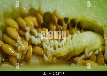 Pulpe de melon. Partie interne d'un melon - son coeur. Un entrelacement de fibres, de graines et de pâte. Banque D'Images