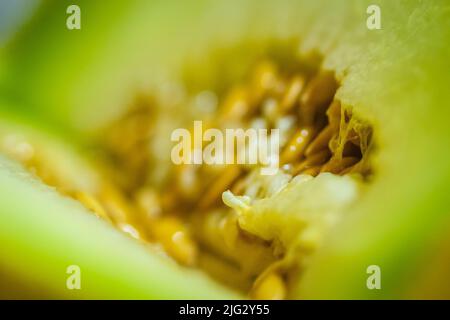 Pulpe de melon. Partie interne d'un melon - son coeur. Un entrelacement de fibres, de graines et de pâte. Banque D'Images