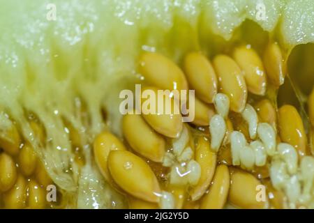 Pulpe de melon. Partie interne d'un melon - son coeur. Un entrelacement de fibres, de graines et de pâte. Banque D'Images