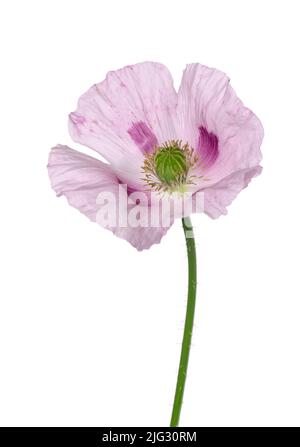 Fleur de pavot isolée sur fond blanc. Pavot à opium rose unique. Papaver somniferum. Masque Banque D'Images