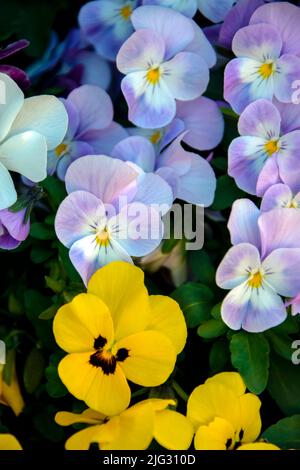 Fleur de printemps, couleurs mélangées de pansies dans le jardin. Photo verticale. Gros plan. Banque D'Images