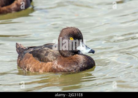 Canard touffeté (Aythya fuligula), femelle nageant, vue latérale, Allemagne Banque D'Images