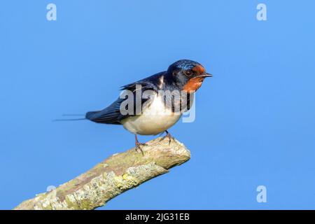 Hirondelle de grange (Hirundo rustica), perchée sur une branche, Allemagne Banque D'Images