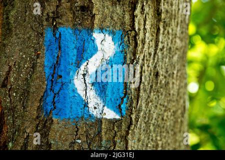 Marqueur de sentier bleu du Rheinsteig sur un arbre, Allemagne, Rhénanie-Palatinat, Braubach Banque D'Images