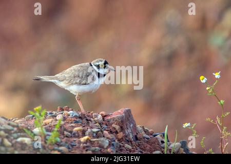 Petit pluvier annelé (Charadrius dubius), se dresse sur la rive, Allemagne Banque D'Images