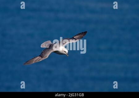 Fulmar du nord, fulmar de l'Arctique (Fulmarus glacialis), en vol sur la mer, Allemagne, Schleswig-Holstein, Heligoland Banque D'Images