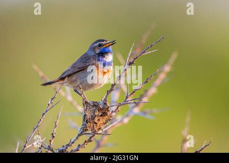 Bluethroat (Luscinia svecica, Cyanosylvia svecia), homme perché sur une branche chantant, Allemagne Banque D'Images