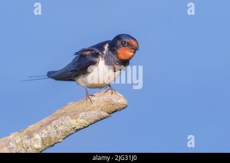 Hirondelle de grange (Hirundo rustica), perchée sur une branche, Allemagne Banque D'Images