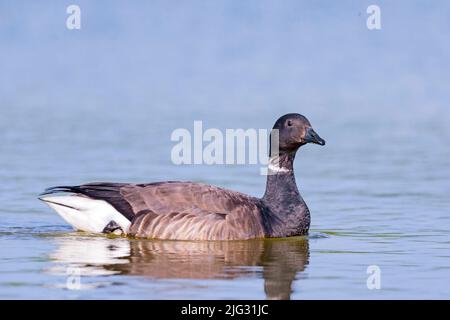 brent Goose (Branta bernicla), natation sur la surface de l'eau, Allemagne Banque D'Images