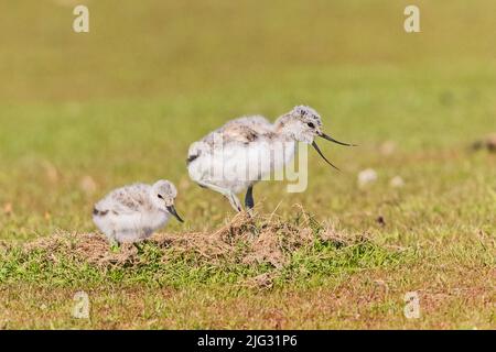 pied avocat (Recurvirostra avosetta), deux poussins dans la prairie, Allemagne Banque D'Images