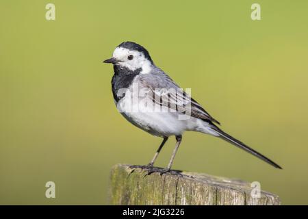 Queue de cheval, queue de cheval blanche (Motacilla alba), perching sur un poteau en bois, vue latérale, Allemagne Banque D'Images