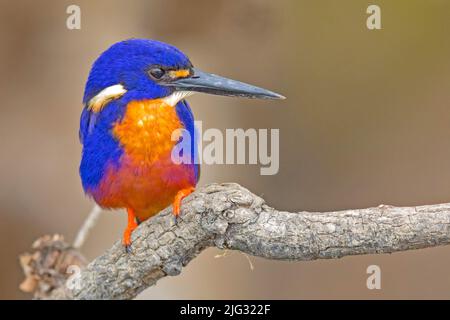 Azure Kingfisher (Ceyx azurus, Alcedo azurea, Alcedo azurus), homme, Australie, Territoire du Nord, parc national de Kakadu Banque D'Images