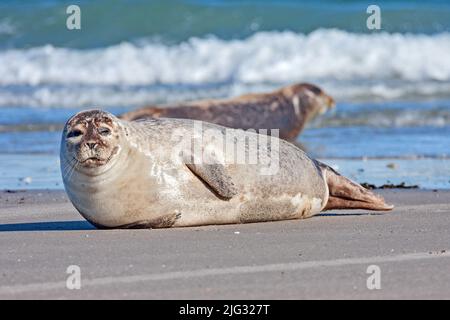 phoque commun, phoque commun (Phoca vitulina), bains de soleil sur la plage, Allemagne, Schleswig-Holstein, Heligoland Banque D'Images