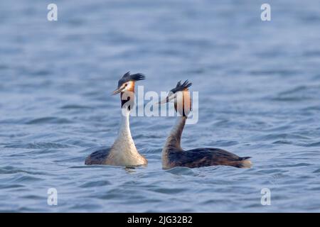 Grand grebe à crête (Podiceps cristatus), paire de natation, Allemagne Banque D'Images