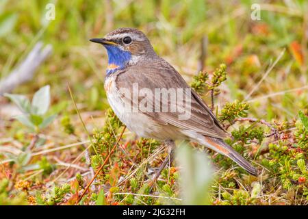 Bluethroat (Luscinia svecica, Cyanosylvia svecia), homme perché sur un arbuste, Allemagne Banque D'Images