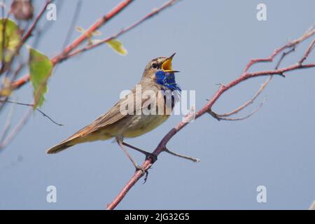 Bluethroat (Luscinia svecica, Cyanosylvia svecia), homme perché sur une branche chantant, Allemagne Banque D'Images