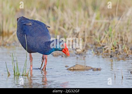 Marécages pourpres (Porphyrio porphyrio), alimentation en eau peu profonde, Espagne, Iles Baléares, Majorque Banque D'Images