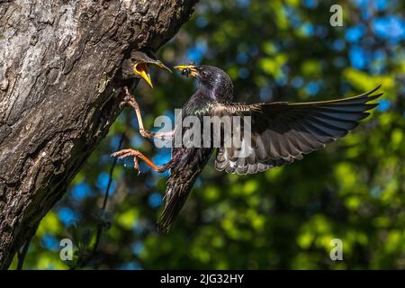 Esturling commune (Sturnus vulgaris), volant à sa cavité de reproduction pour nourrir le jeune oiseau, vue latérale, Allemagne, Bade-Wurtemberg Banque D'Images