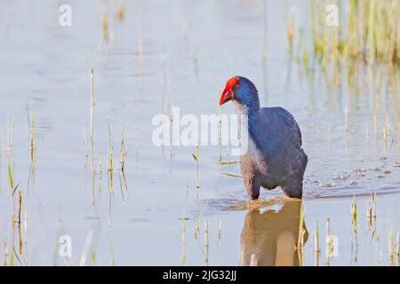 Marécages pourpres (Porphyrio porphyrio), défilés en eaux peu profondes, Espagne, Iles Baléares, Majorque Banque D'Images