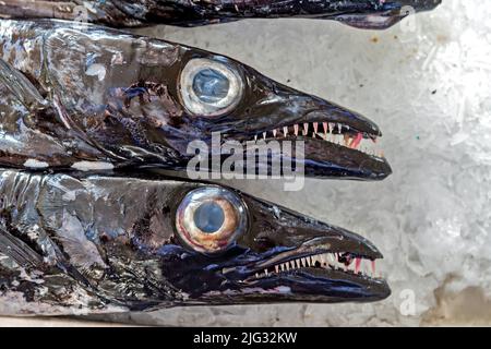 Shabardfish noir, espada (Aphanopus carbo), poisson frais sur le marché, Mercado dos Lavradores, Madère, Funchal Banque D'Images