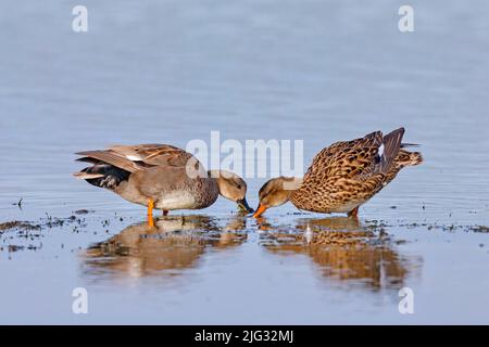 gadwall (Anas strepera, Mareca strerpera), couple de recherche dans les eaux peu profondes, vue latérale, Allemagne Banque D'Images