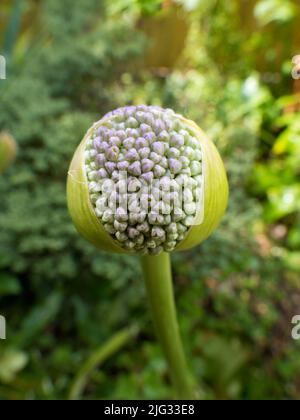 Ce cliché étonnamment abstrait est en fait une image rapprochée des amas de têtes de graines en forme d'étoile sur un Allium qui grandit dans notre propre Oxford Banque D'Images