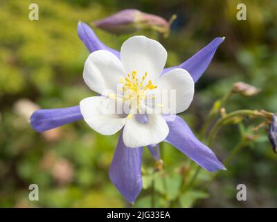 Aquilegia sont très appréciés des jardins de cottage favoris en Angleterre. Ils sont souvent connus comme le capot de granny, le capot de dame ou columbine. Ils sont faciles à g Banque D'Images