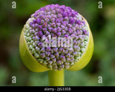 Ce cliché étonnamment abstrait est en fait une image rapprochée des amas de têtes de graines en forme d'étoile sur un Allium qui grandit dans notre propre Oxford Banque D'Images