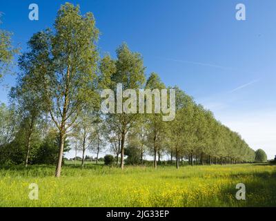 Une de mes rangées d'arbres préférées, n'importe où.Et il se trouve que c'est dans mon village natal de Lower Radley, dans l'Oxfordshire, en Angleterre, à deux pas Banque D'Images