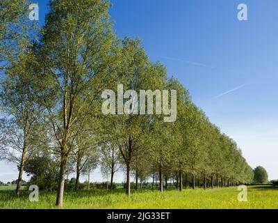 Une de mes rangées d'arbres préférées, n'importe où.Et il se trouve que c'est dans mon village natal de Lower Radley, dans l'Oxfordshire, en Angleterre, à deux pas Banque D'Images