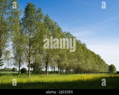 Une de mes rangées d'arbres préférées, n'importe où.Et il se trouve que c'est dans mon village natal de Lower Radley, dans l'Oxfordshire, en Angleterre, à deux pas Banque D'Images