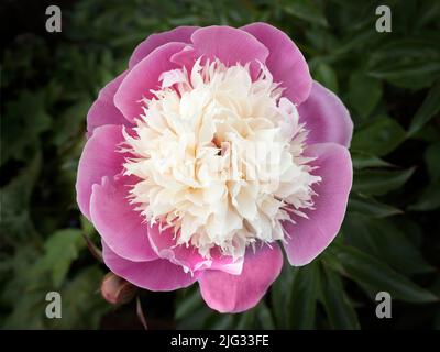 Les pivoines sont des plantes de jardin populaires dans les régions tempérées, qui fleurissent habituellement au printemps ou au début de l'été. Ils sont originaires de l'Asie, de l'Europe et de l'Ouest du Nord Banque D'Images