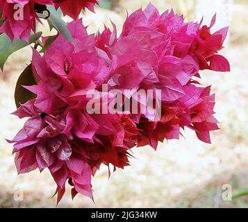 Bouquet de belles bougainvilliers roses dans le jardin Banque D'Images