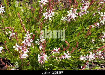 Photo prise au jardin botanique national du pays de Galles en juillet 2022 de Sparle White qui est oenothera lindheimeri. Banque D'Images