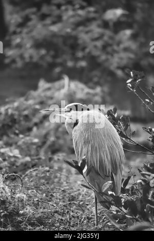 Le héron gris est assis sur la terre et repose au soleil. Un chasseur élégant qui se trouve presque partout dans le monde. Photo animale d'un oiseau de la nature Banque D'Images