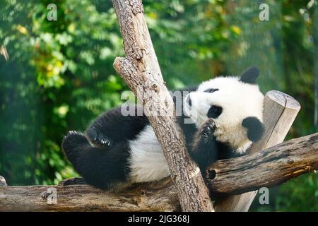 Panda géant couché sur les troncs d'arbre dans la haute. Mammifère chinois en voie de disparition. Photo de la nature de l'animal Banque D'Images